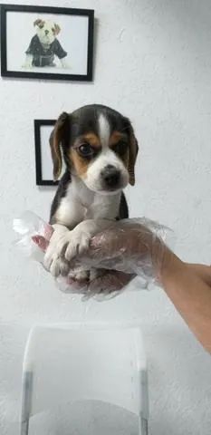 Beagle 13 polegadas tricolor machinho com 55 dias com pedigree e vacina v10 importada 