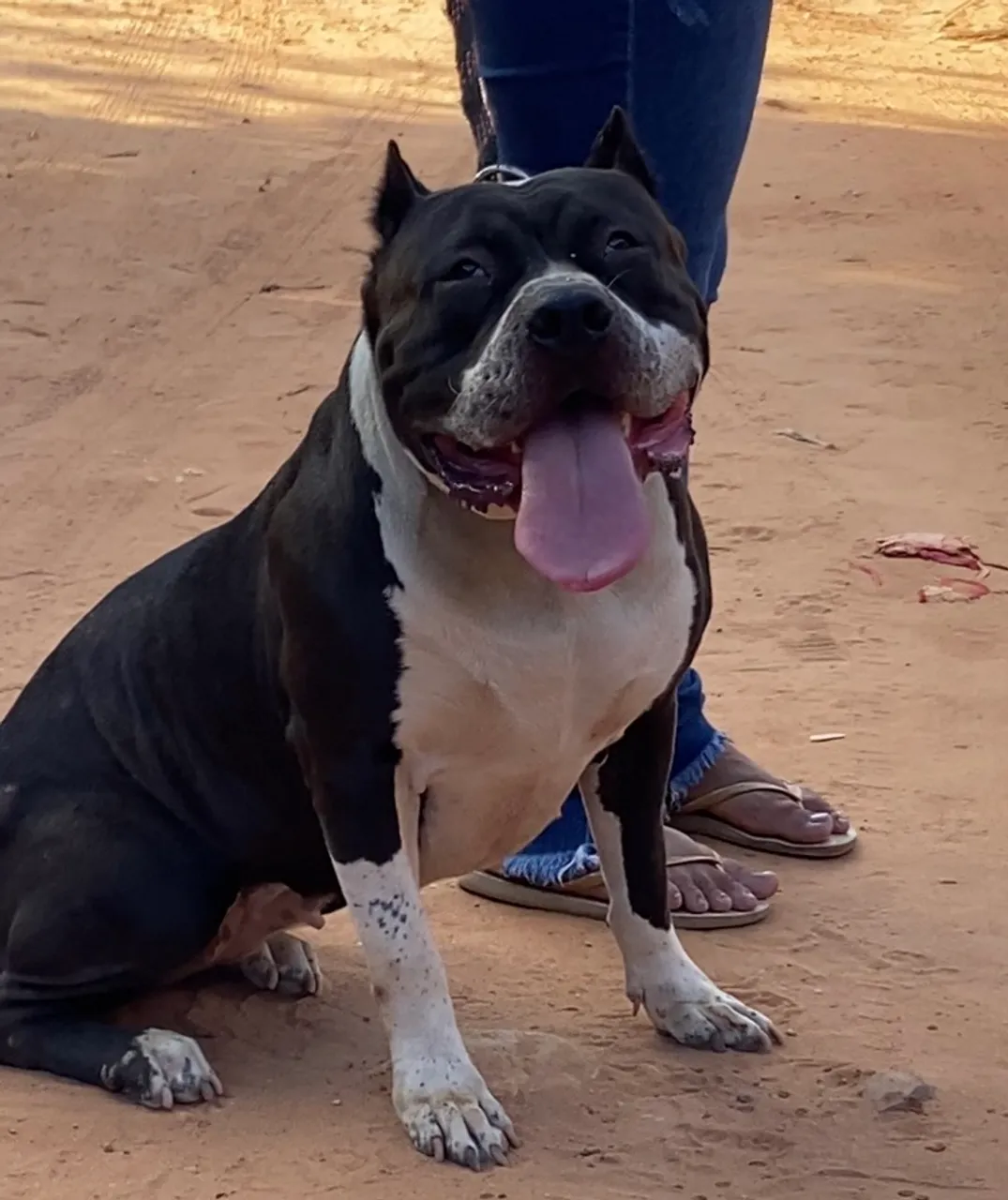 Cadela Pit Monster