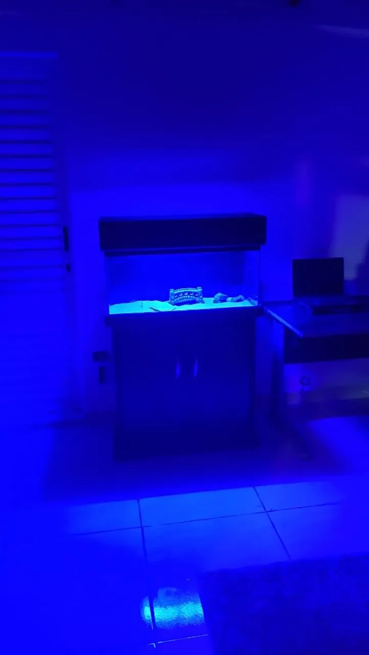 Aquário completo com decoração