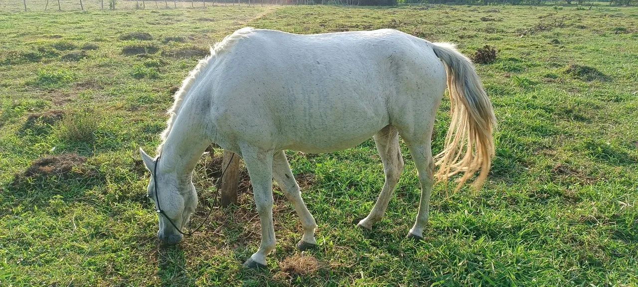 Égua Tordilha - Foto 2