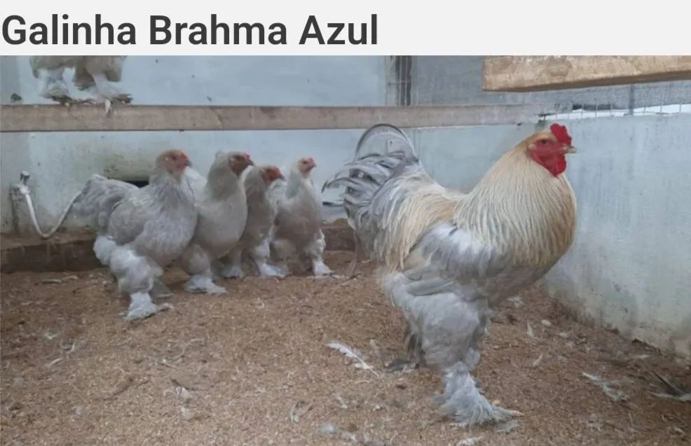 Galinhas Brahma White - Para doação  - Foto 2