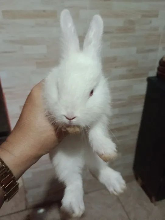 Coelhos filhotes e adultos. - Foto 4