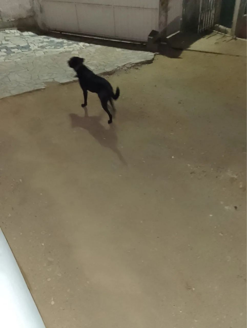 Cachorro para doação - Foto 3