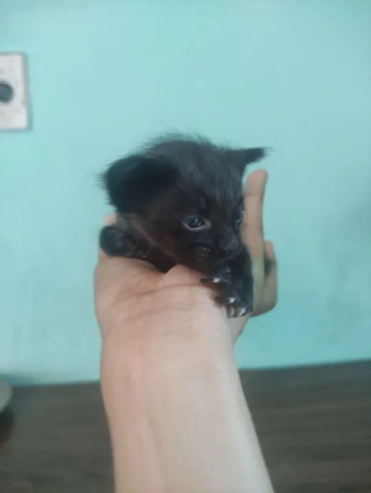 Gatinho preto lindo e fofinho para adoção