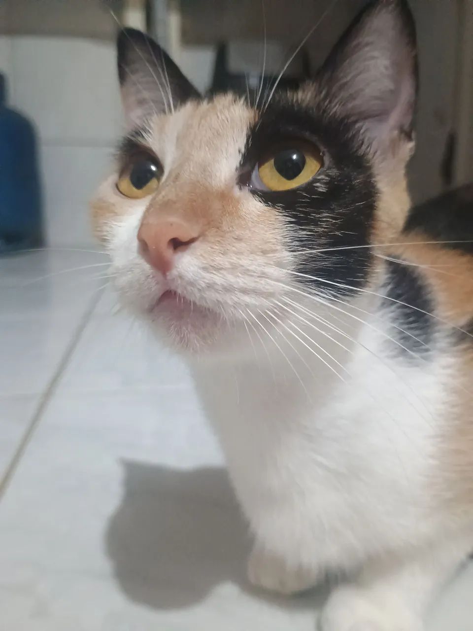 Doação Responsável de Gata