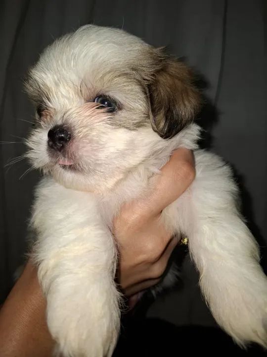 Shih-tzu - Foto 2