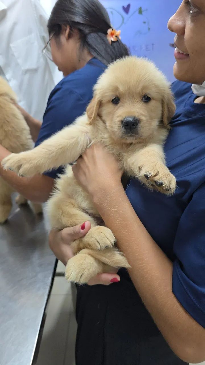 LINDOS FILHOTES GOLDEN RETRIEVER- Pais Saudáveis, Vacinados e Super Dóceis! - Foto 4