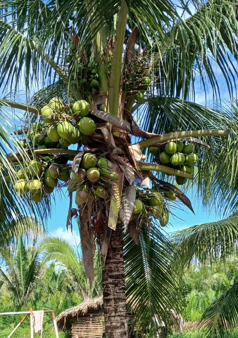 Vendo coco verde