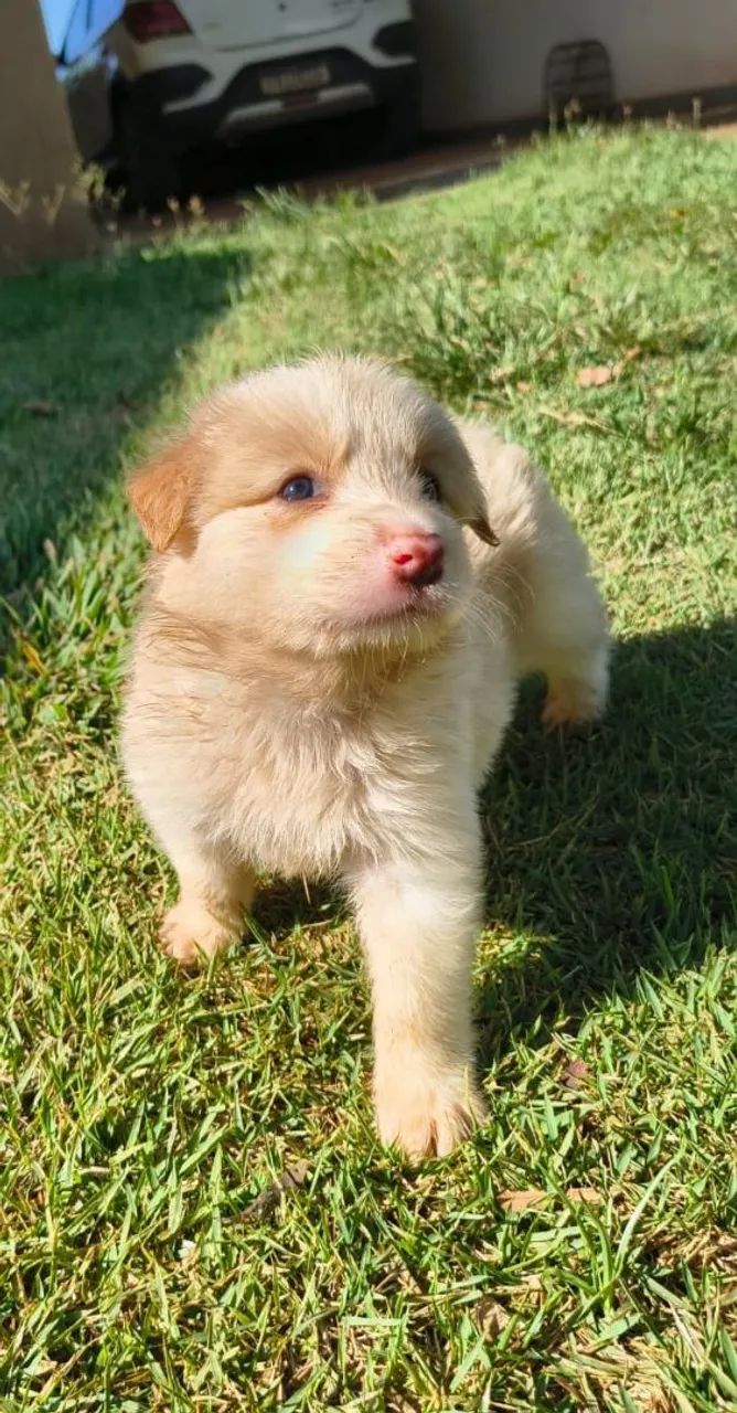 Border collie AZUL  - Foto 4