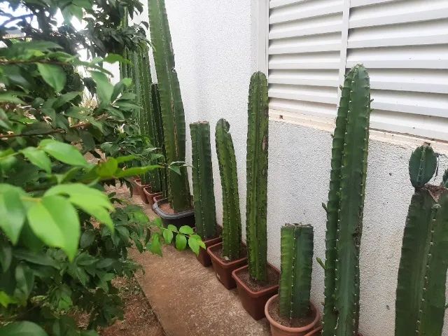 Vendo Cactus  - Foto 4