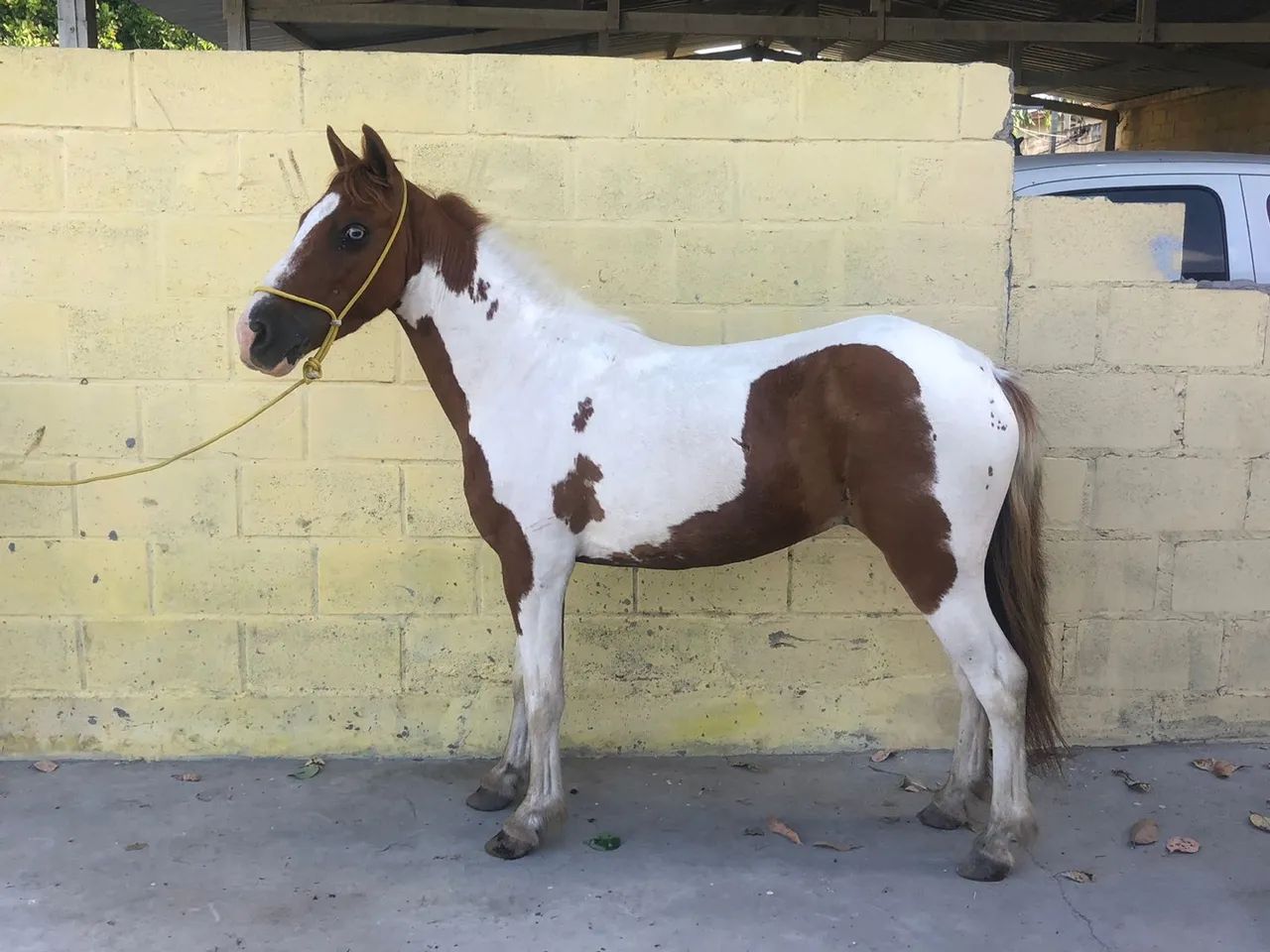Piquira pampa de castanho /Picado