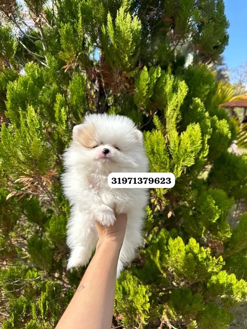 Filhote de Spitz Alemão anao branco  - Foto 2