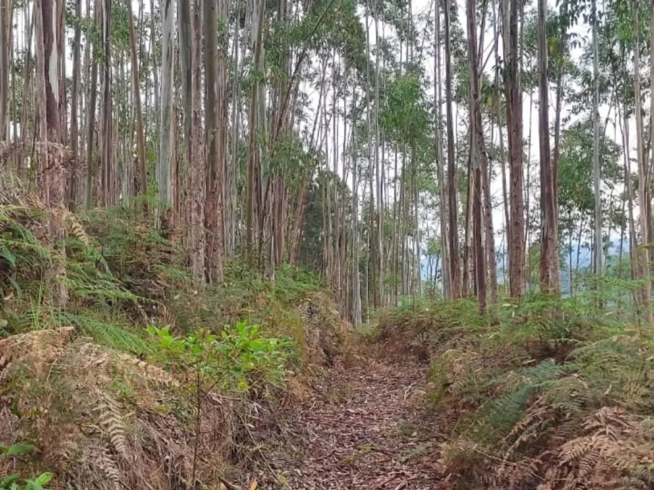 Terreno para Venda em São João Batista, São João Batista - Foto 5