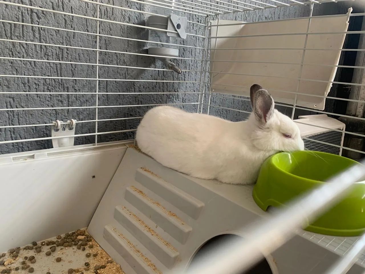 3 coelhos netherland  - Foto 6