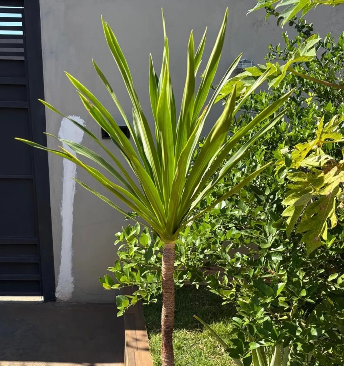 Planta dracena arbórea em vaso