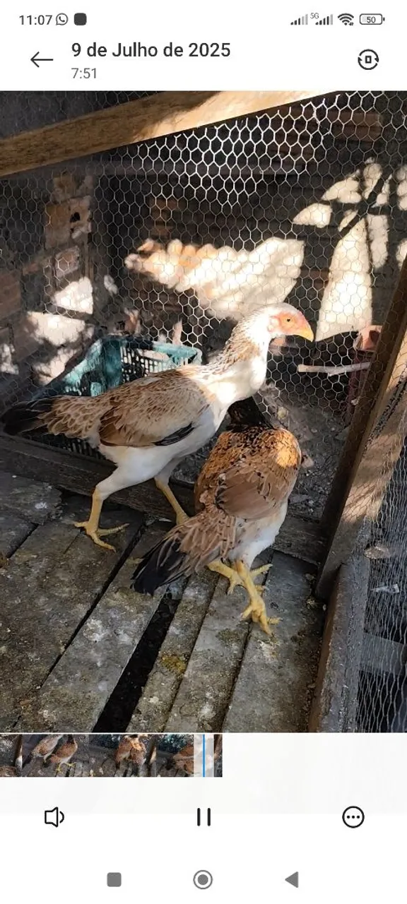Frangos de raça