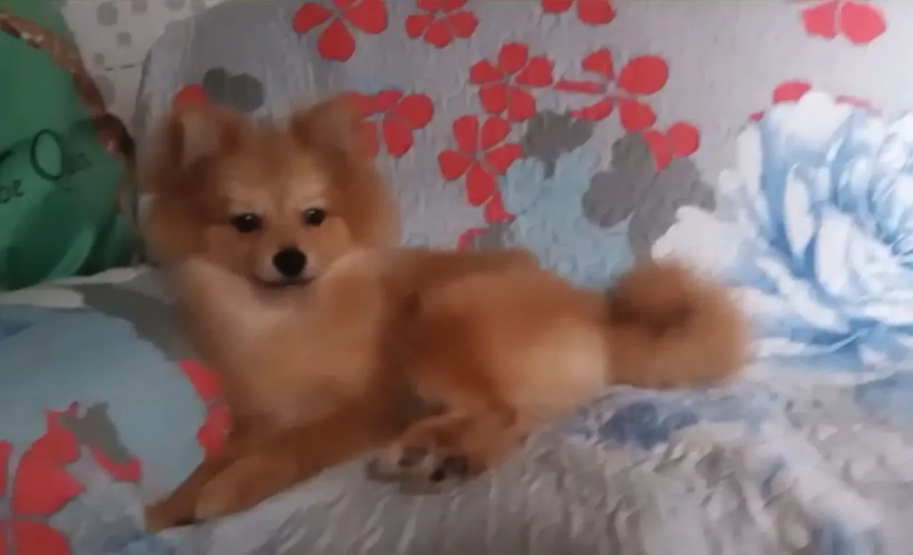 Filhote de Spitz Alemão Lindo e Fofo