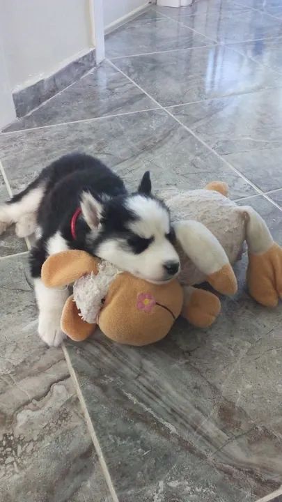 Filhotes  Husky Siberiano difícil identificar o mais fofo 