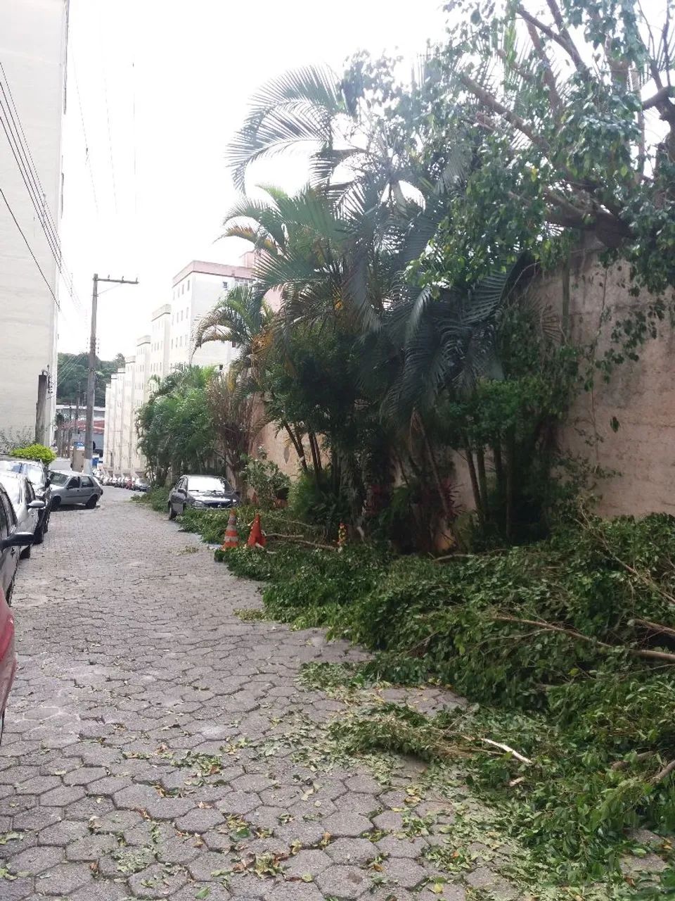 CORTE E PODA DE ÁRVORES EM GUARULHOS  - Foto 3