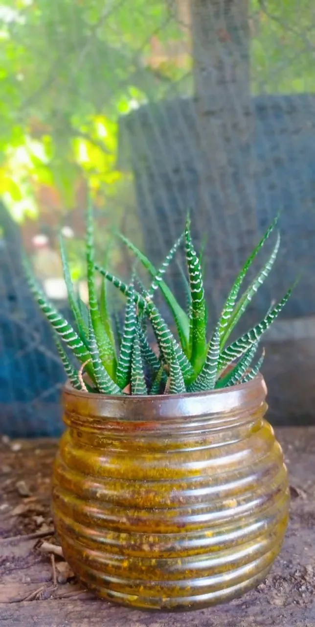Planta Zebra em Vaso Decorativo
