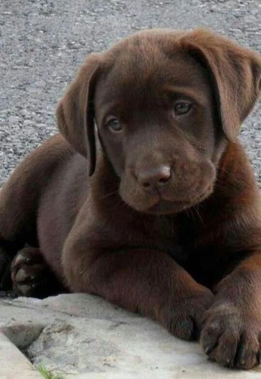Labrador - O melhor amigo de todos os tempos: Labrador pronto para te amar!