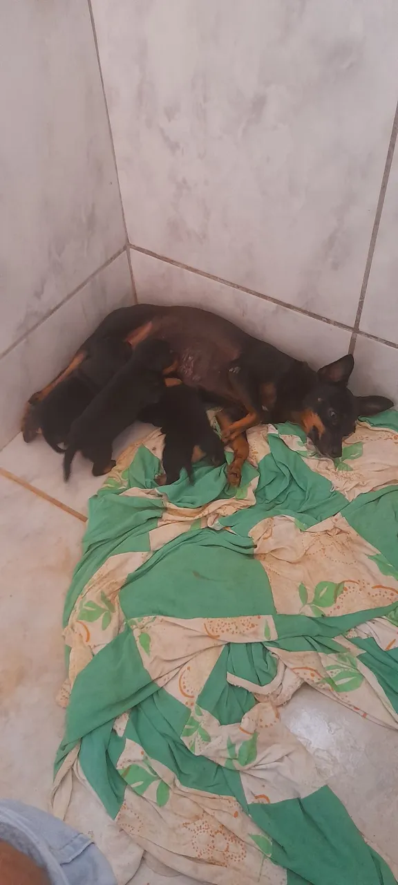 Só 01 femia a disposição