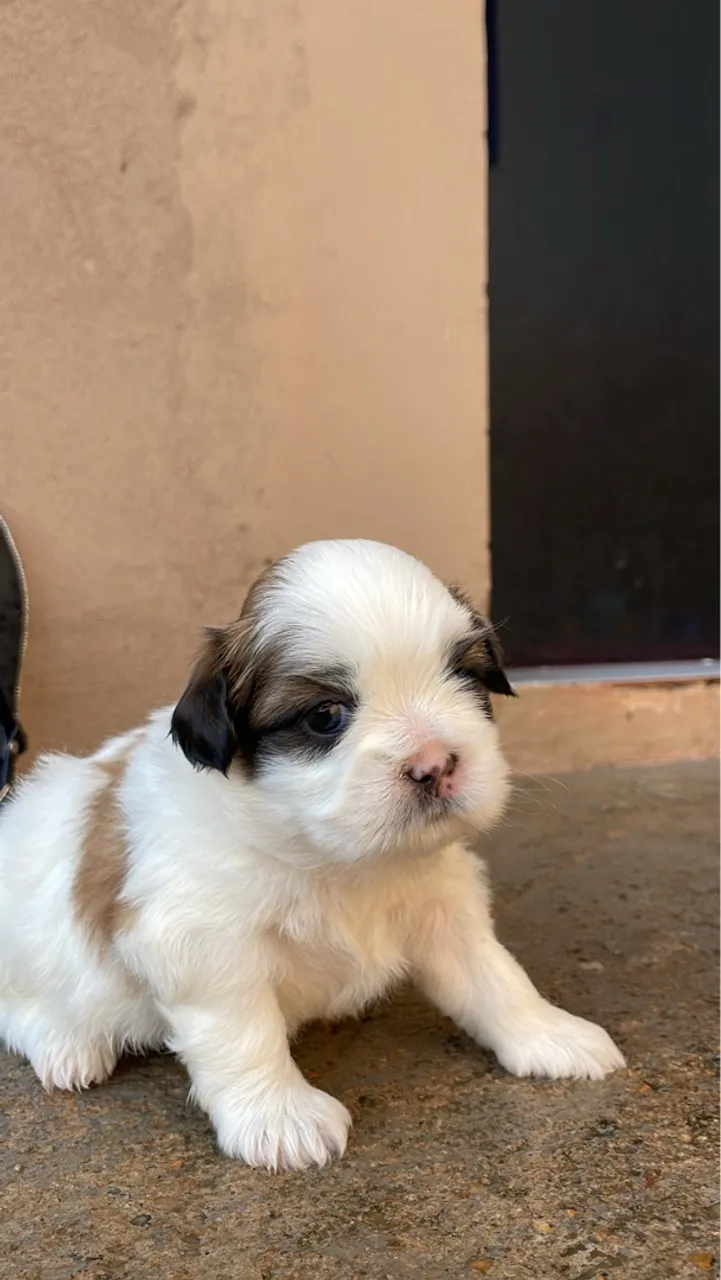 Filhote Shih Tzu - Fofura e Companhia!