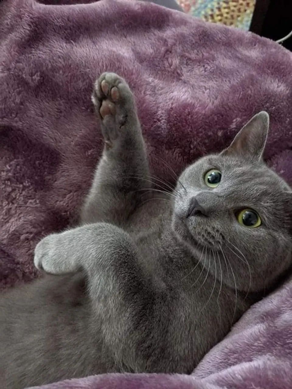 Filhote de Gato Chartreux à venda! 