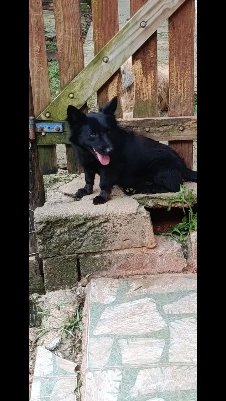 Adoção responsável  - Foto 2