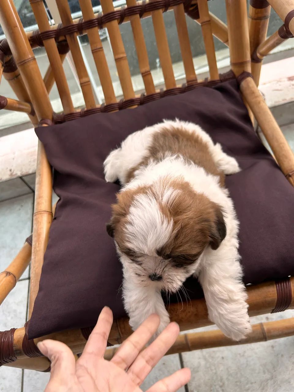Filhote lhasa apso            890,00 - Foto 3