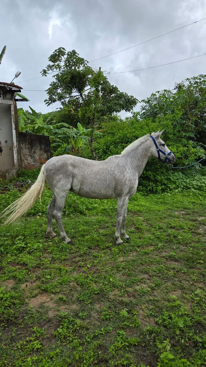 Cavalos e Éguas Mangalarcha Marchador  - Foto 2