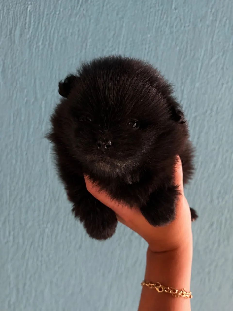 Spitz Alemão Anão - Foto 4
