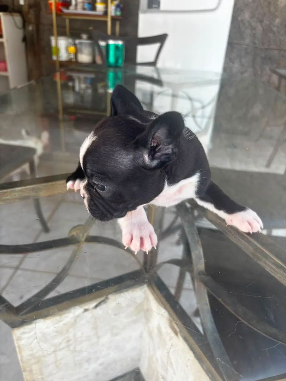 Buldogue frances micro  - Foto 2