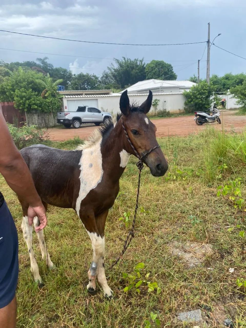 Égua parida  - Foto 4