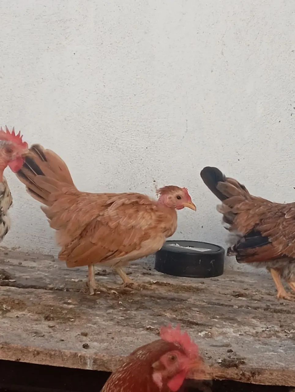 Galinha Garnizé Nagazaki  - Foto 3