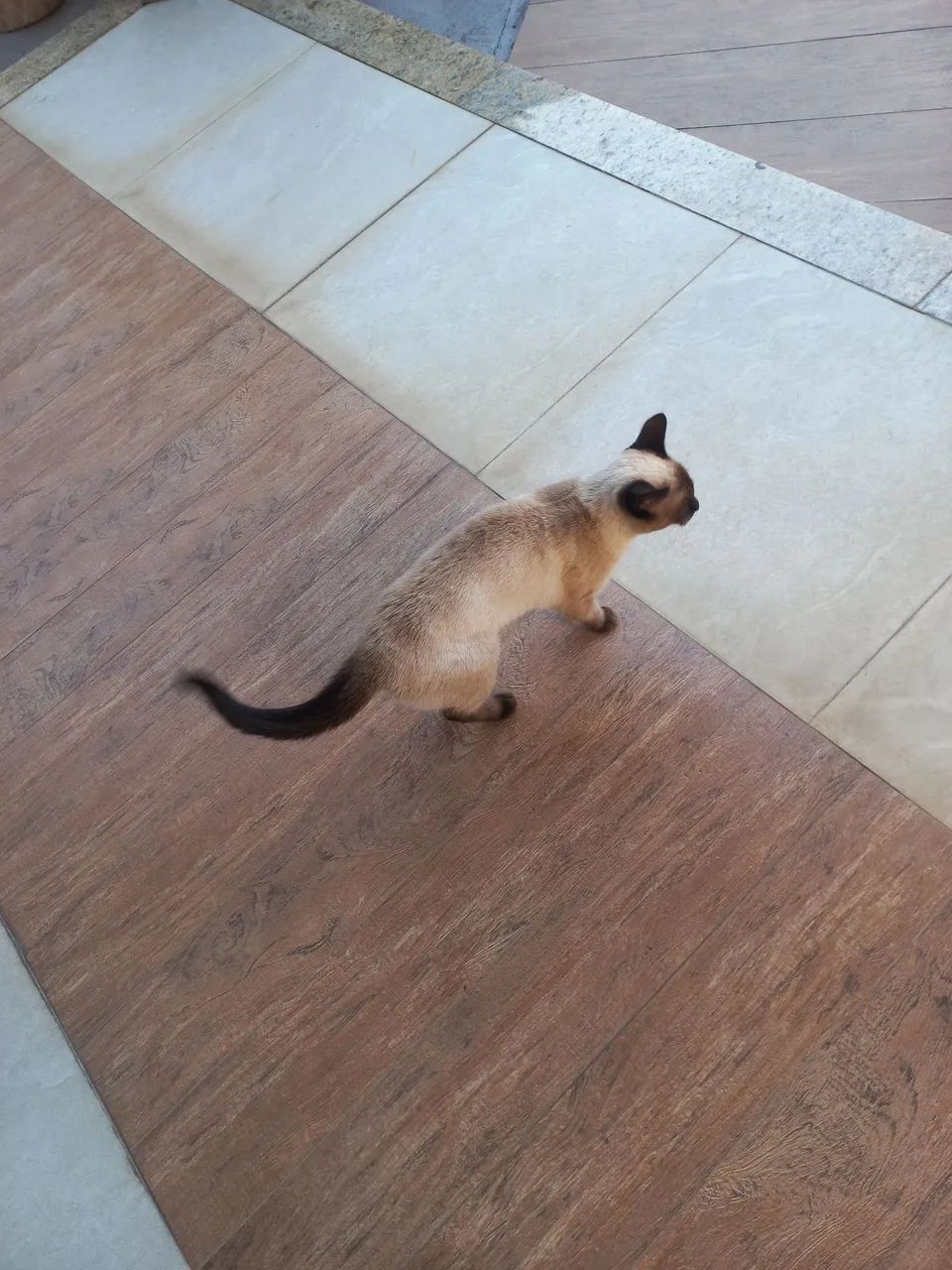 Gata siamês - Foto 2