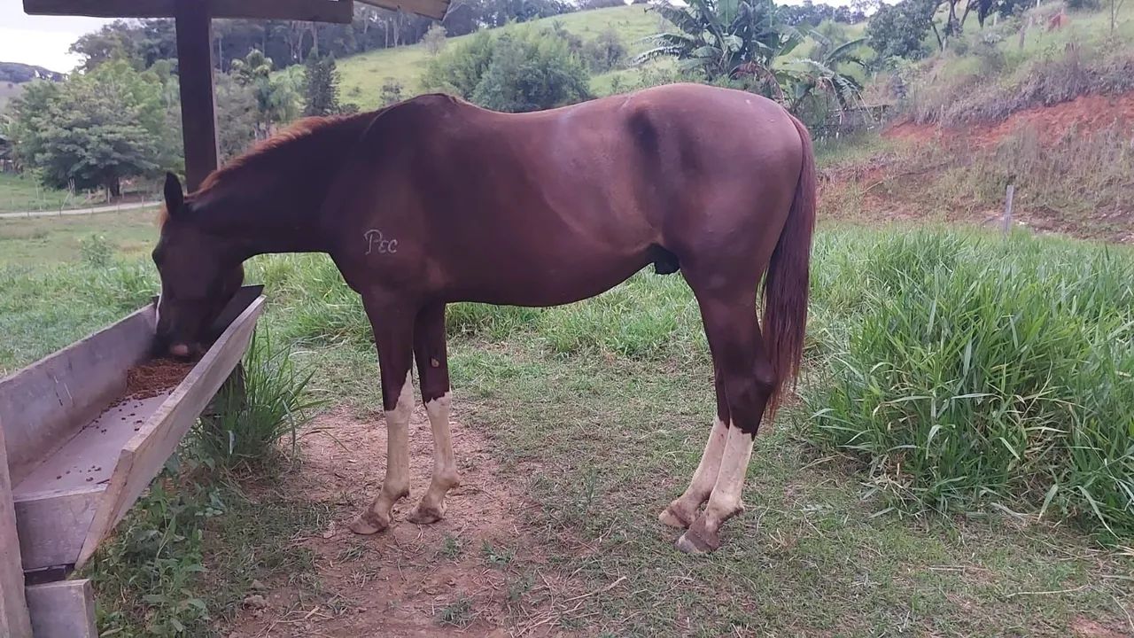CAVALO MANGALARGA PAULISTA - Foto 2