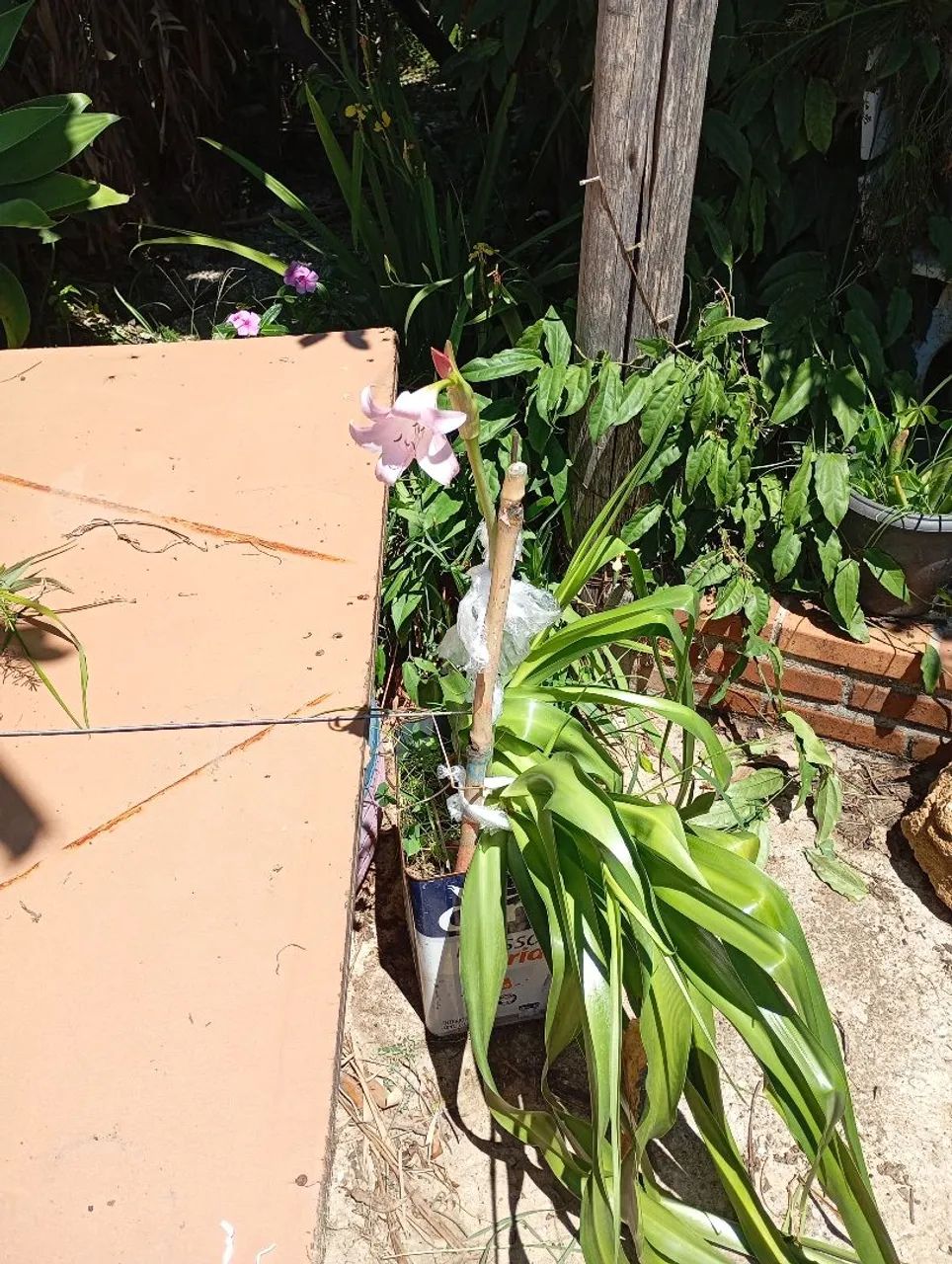 Plantas e sementes  - Foto 4