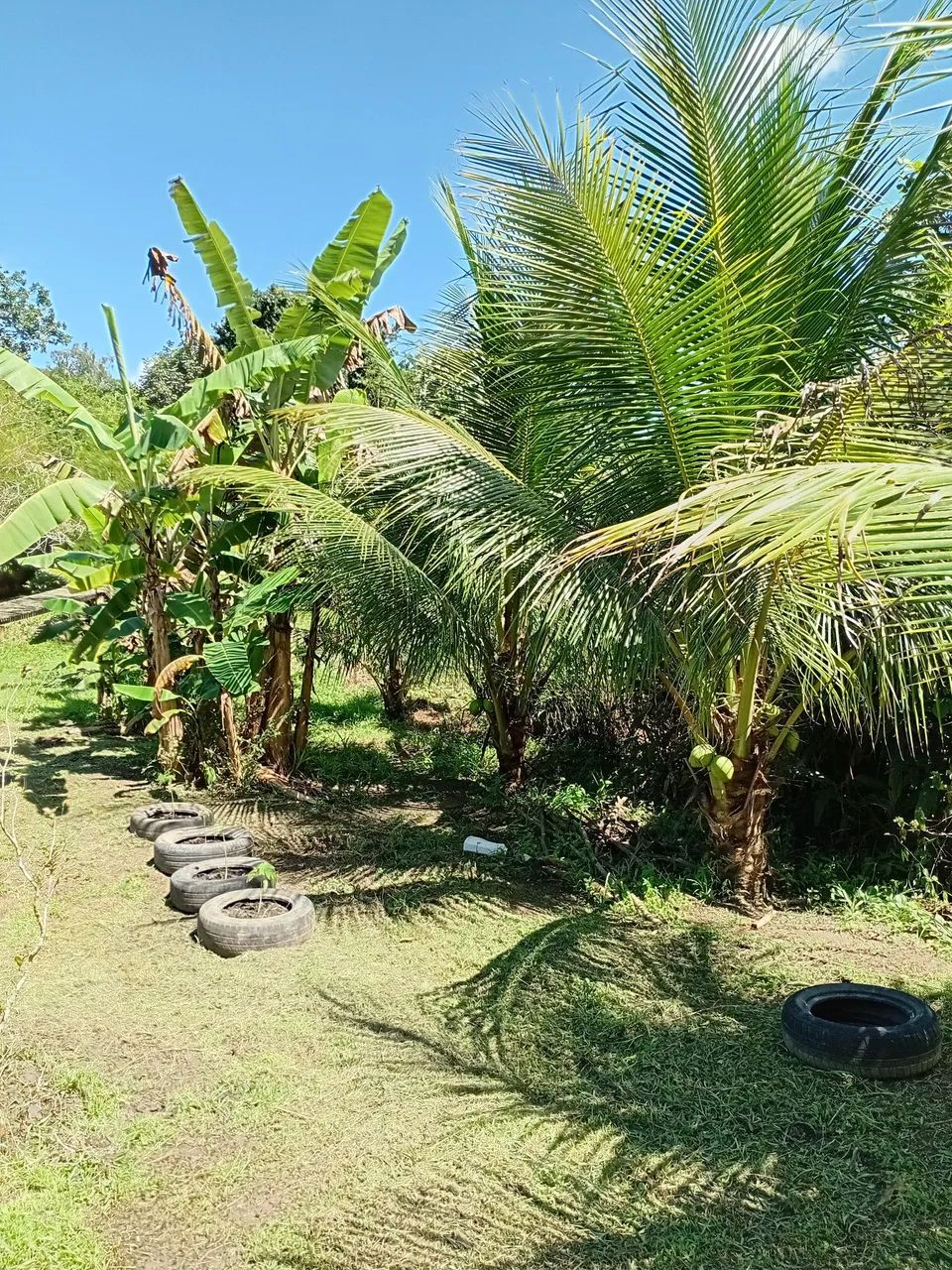 Sítio em caetes três  - Foto 4