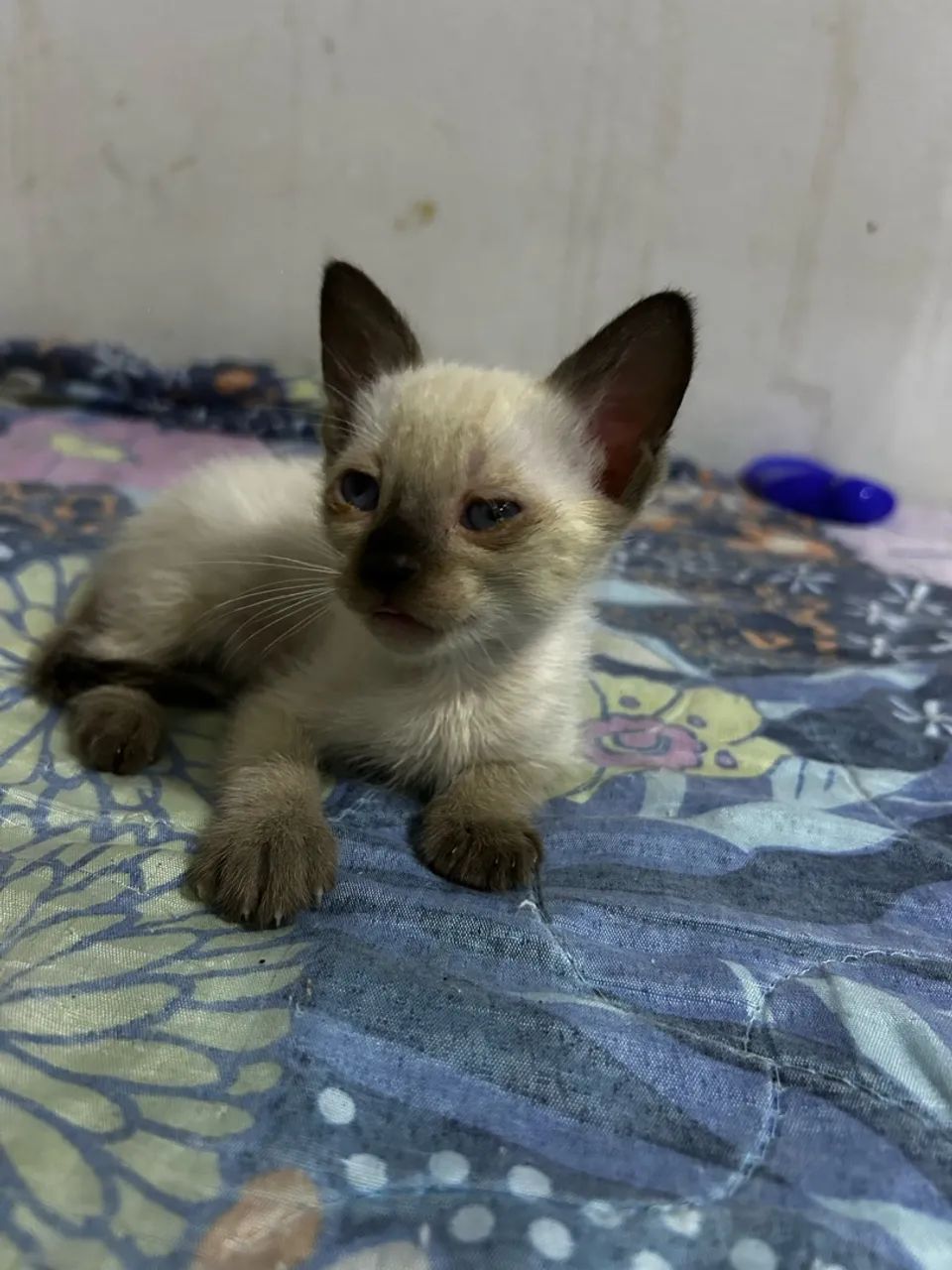 Doação de gatinhos - Foto 3