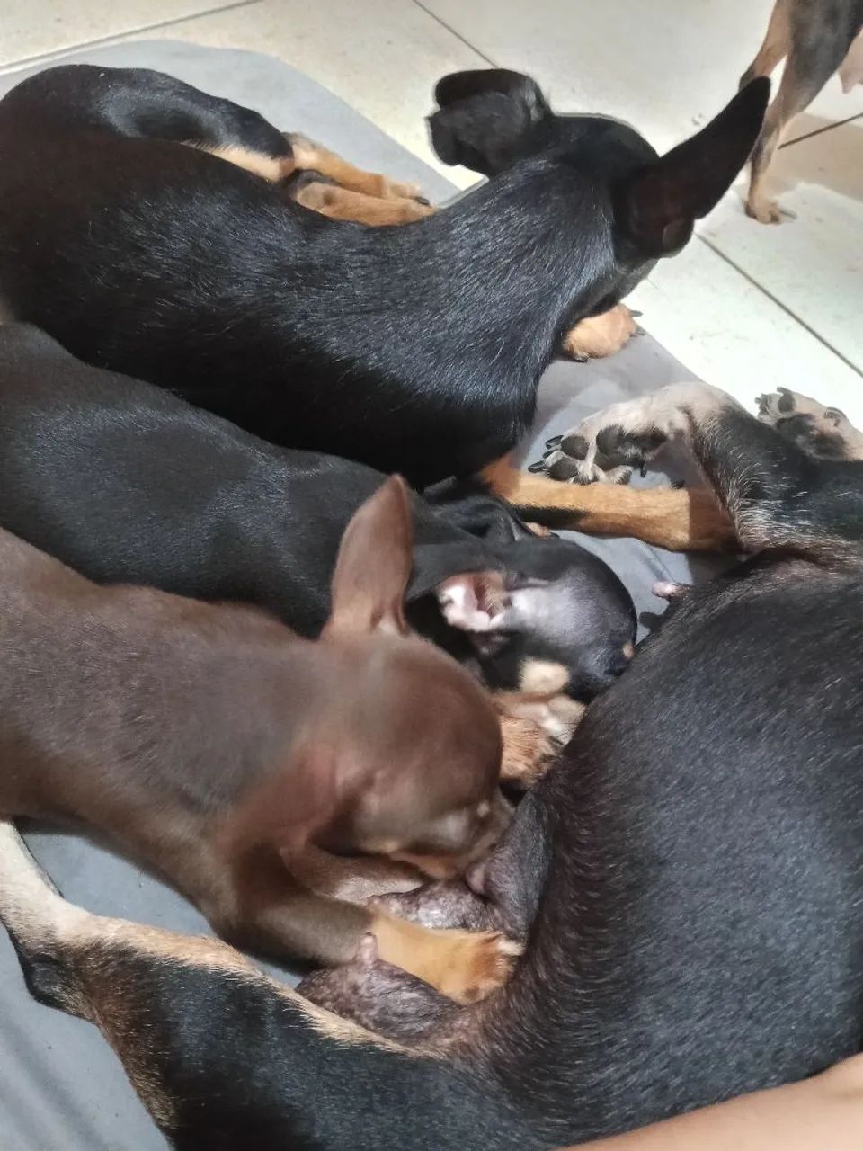 Pincher 1 - Foto 2