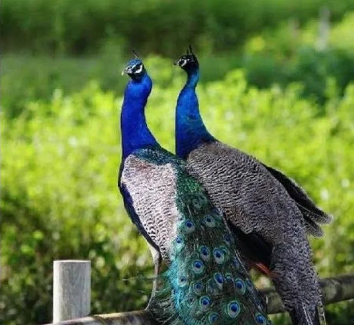 PA.VAO. ENTREGA GRÁTIS 