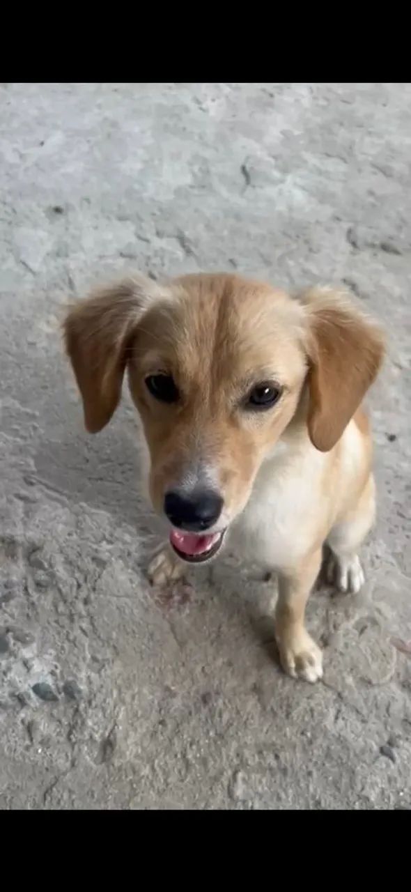 Doação de cachorro - Foto 3