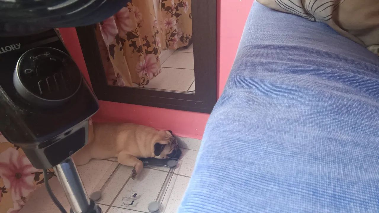 Pug