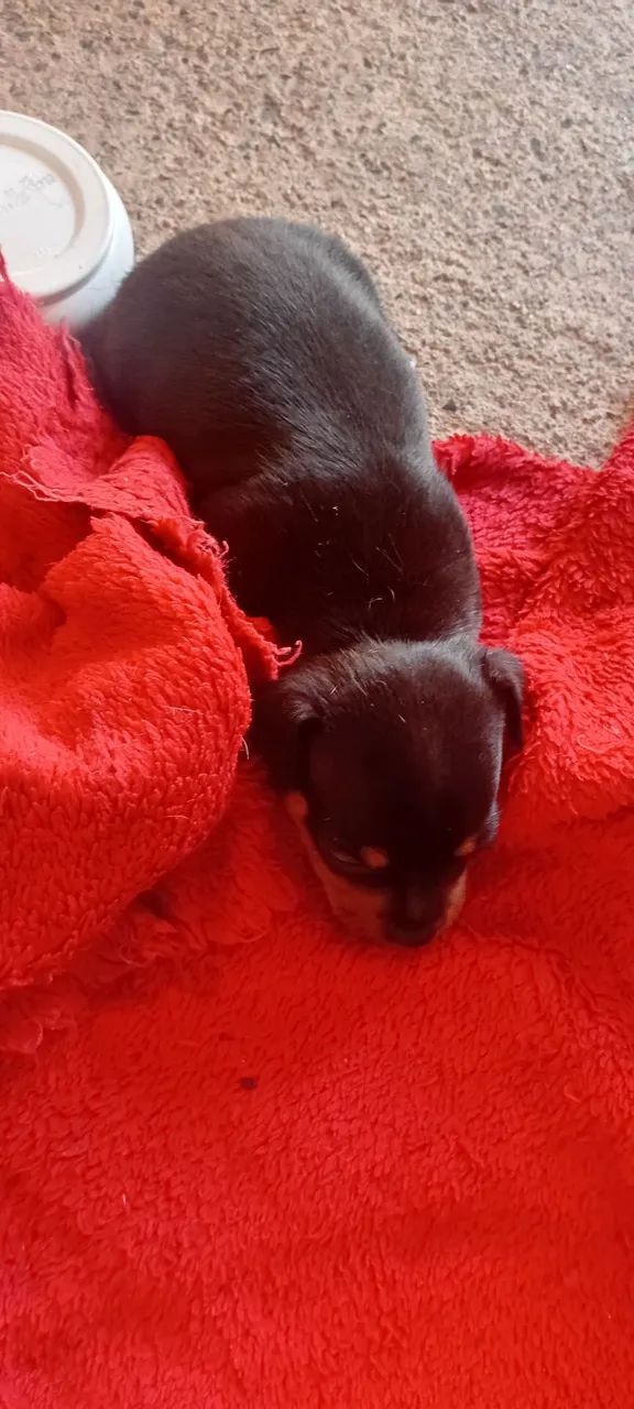 Filhote de Pinscher 1 - Foto 3