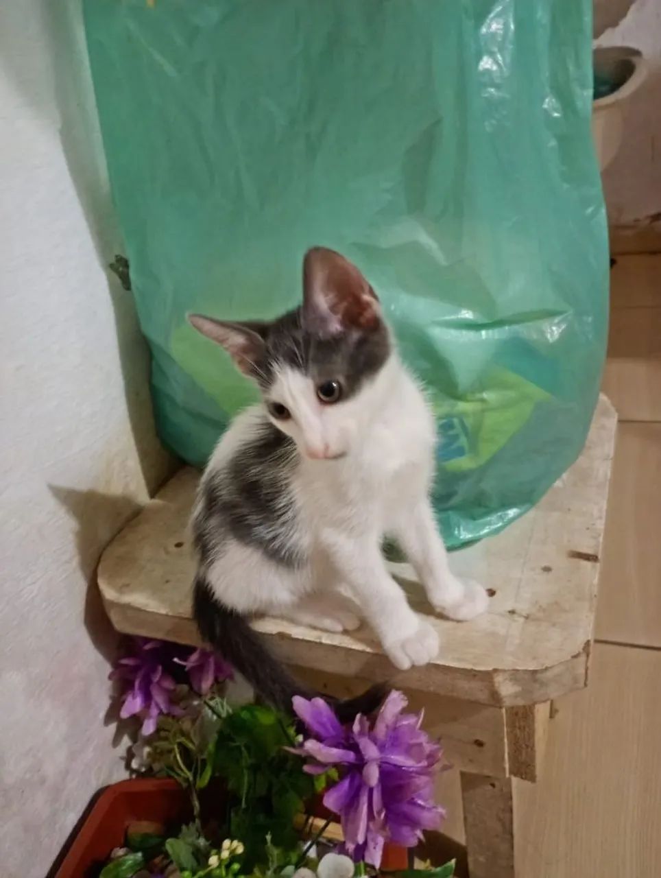 Adoção de Gatinho Macho Frajola de 3 meses - Foto 3