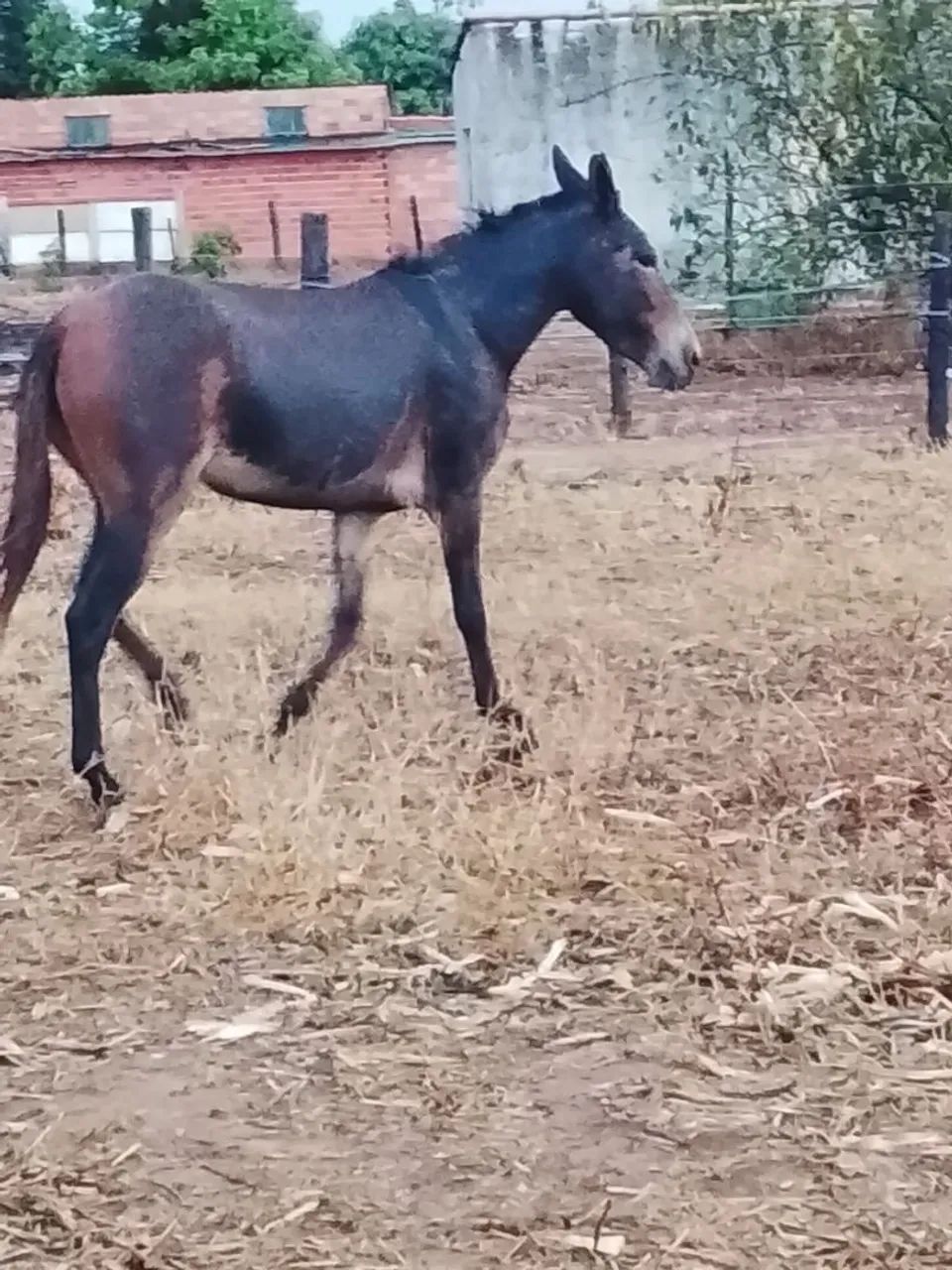 Mula de patrão  - Foto 3