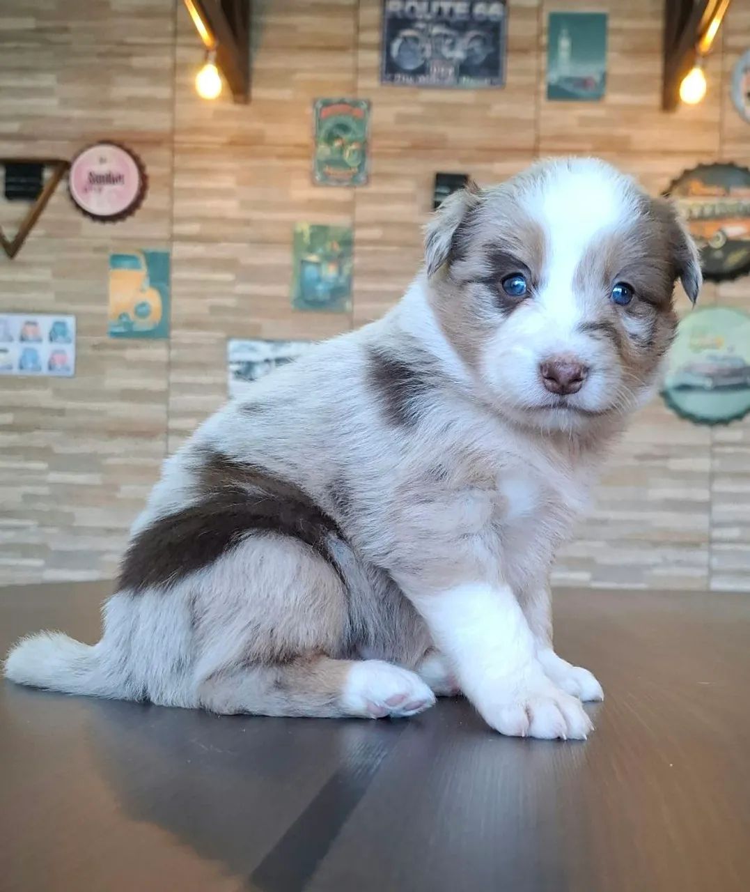 Filhotes de Border Collie 