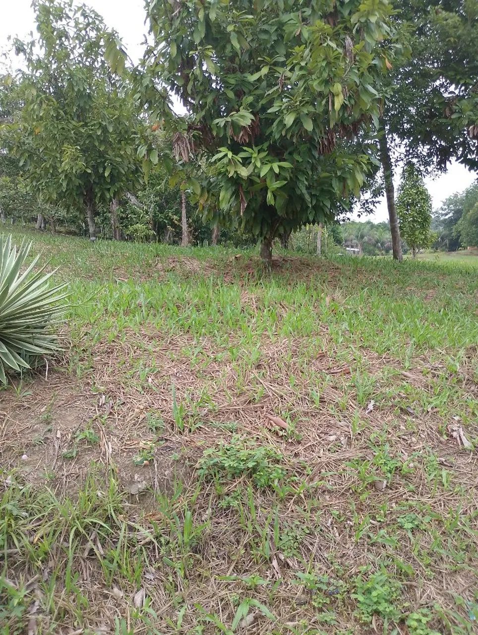 Vendo sítio Rio preto da Eva  - Foto 9