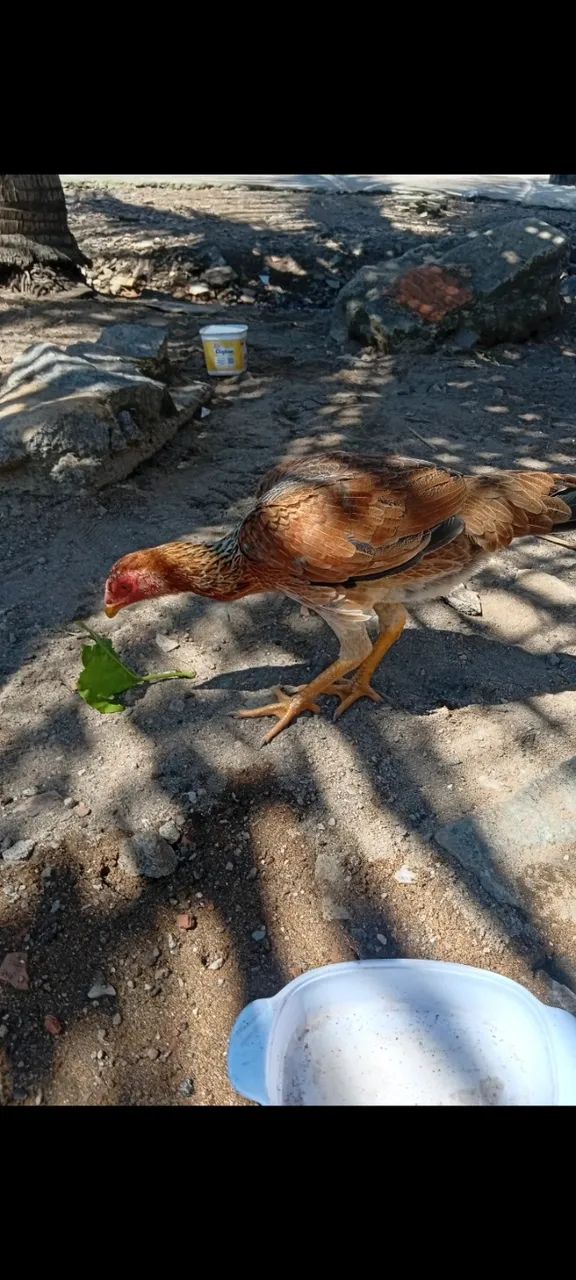 Vendo frangas